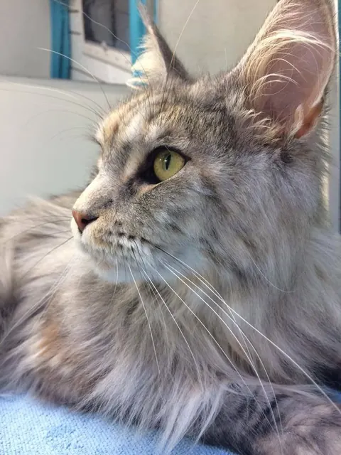 A long-haired tabby cat after grooming